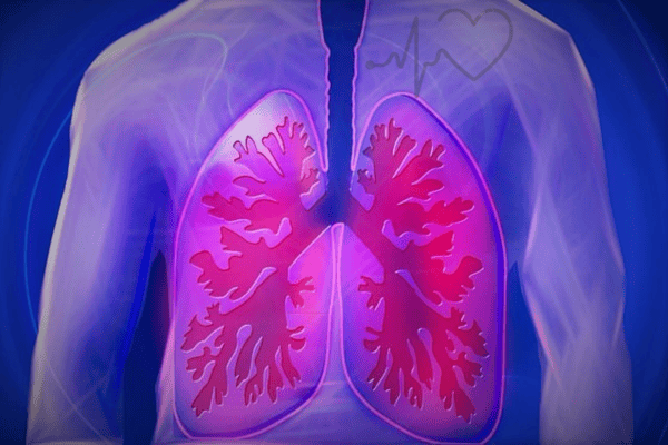 Illustration of human lungs inside a transparent upper body showing the respiratory system in pink and purple hues.