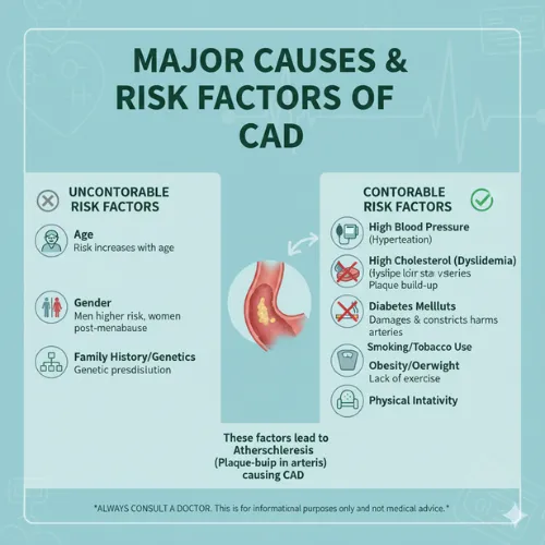 Infographic showing major causes and risk factors of Coronary Artery Disease (CAD), including uncontrollable factors like age, gender, and genetics, and controllable ones like high blood pressure, cholesterol, diabetes, obesity, smoking, and inactivity.