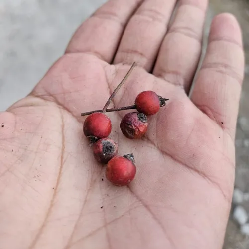 A close-up of a hand holding small dried Himalayan wild rose hips with their natural red color and darkened tips.