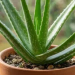 Close-up of a healthy aloe vera plant growing in a clay pot, known for its soothing and moisturizing gel used in skin care.