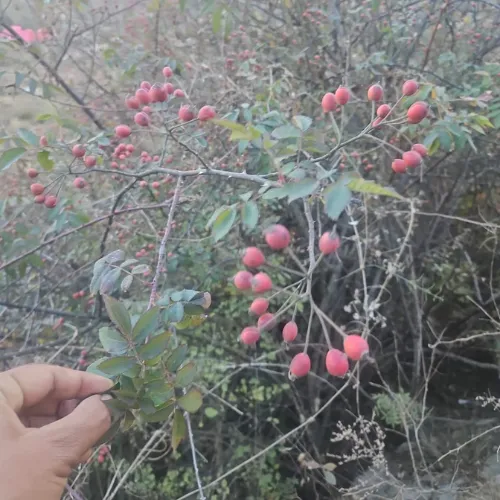 A hand holding the branch of a Himalayan wild rose hip shrub with clusters of ripe red fruits and green leaves in a mountain landscape.