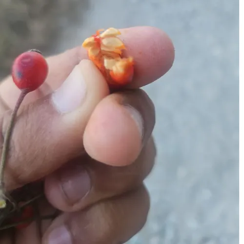 A close-up of a hand holding a split Himalayan rose hip showing its orange pulp and seeds.