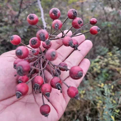 A hand holding a cluster of ripe Himalayan wild rose hips growing on a thorny shrub in the mountains.