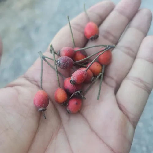 A close-up of a hand holding small red Himalayan wild rose hips with their natural stems and frosty texture.