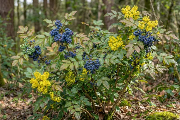Berberis asiatica (Kashmal) bush with flowers and ripe berries together