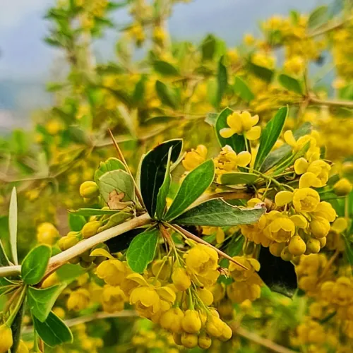 Yellow flowering Berberis asiatica (Kashmal) shrub in natural habitat