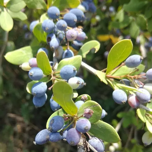 Fresh blue Berberis asiatica berries on leafy branch