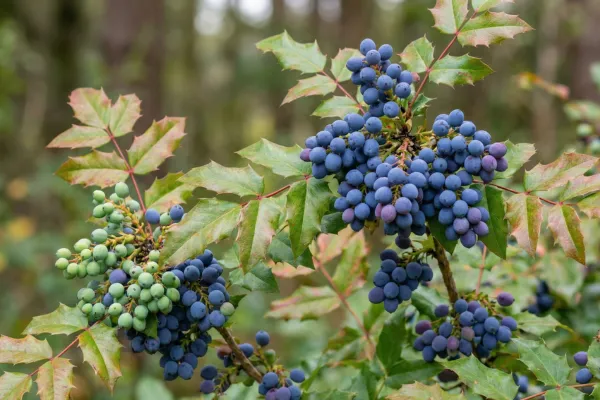 Berberis asiatica plant with blue and green berries in forest