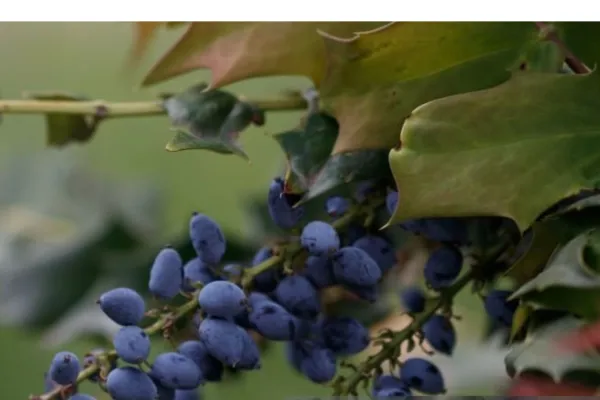 Ripe blue Kashmal berries hanging on Berberis asiatica branch