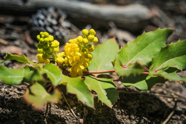 Berberis asiatica yellow flowers growing naturally in Himalayan soil