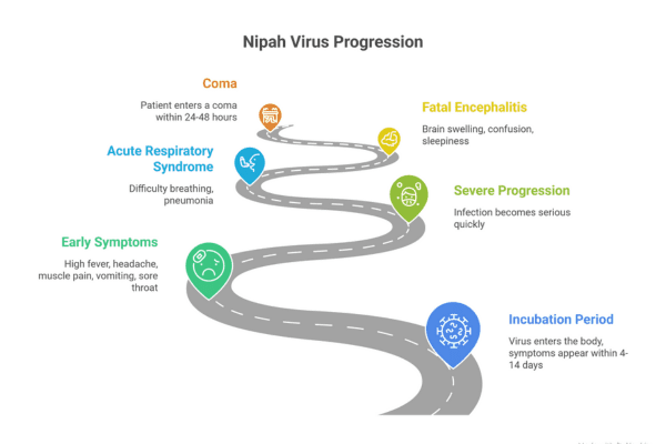 Infographic showing Nipah virus progression including incubation period, early symptoms, respiratory syndrome, encephalitis, coma, and severe infection stages.
