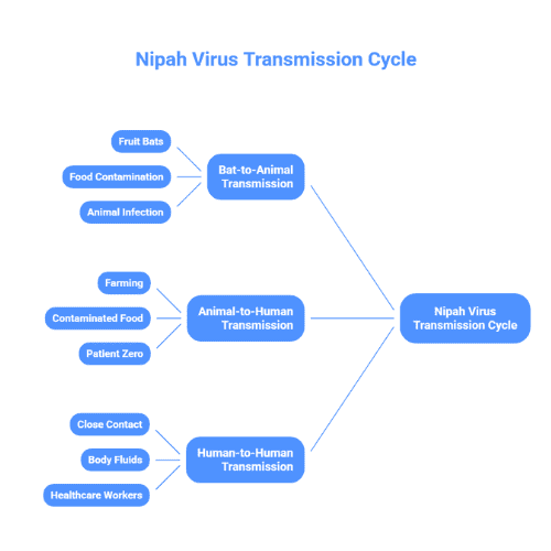 Diagram illustrating Nipah virus spread from fruit bats to animals, then to humans via contaminated food or farming, and human-to-human transmission through close contact and body fluids.