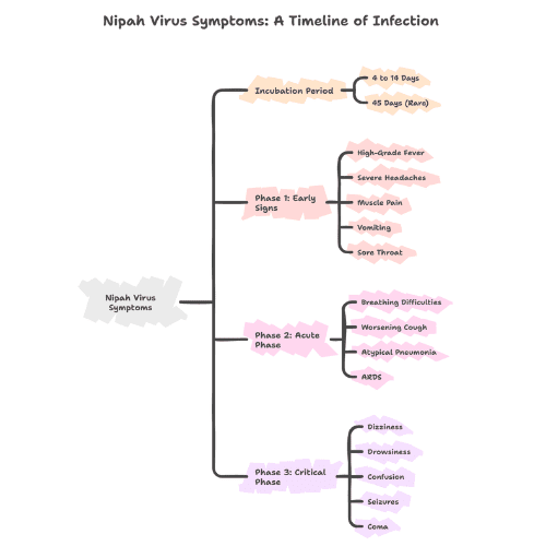 Infographic showing progression of Nipah virus symptoms from incubation (4–14 days) to early signs (fever, headache), acute phase (respiratory issues), and critical phase (confusion, seizures, coma).